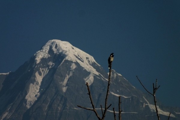 Annapurna Luxury Mini Birding Trek